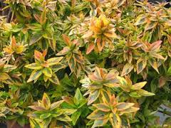 abelia x grandiflora KALEIDOSCOPE ABELIA 