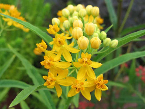 Milkweed Asclepias Silky Gold (4.5" Pot)