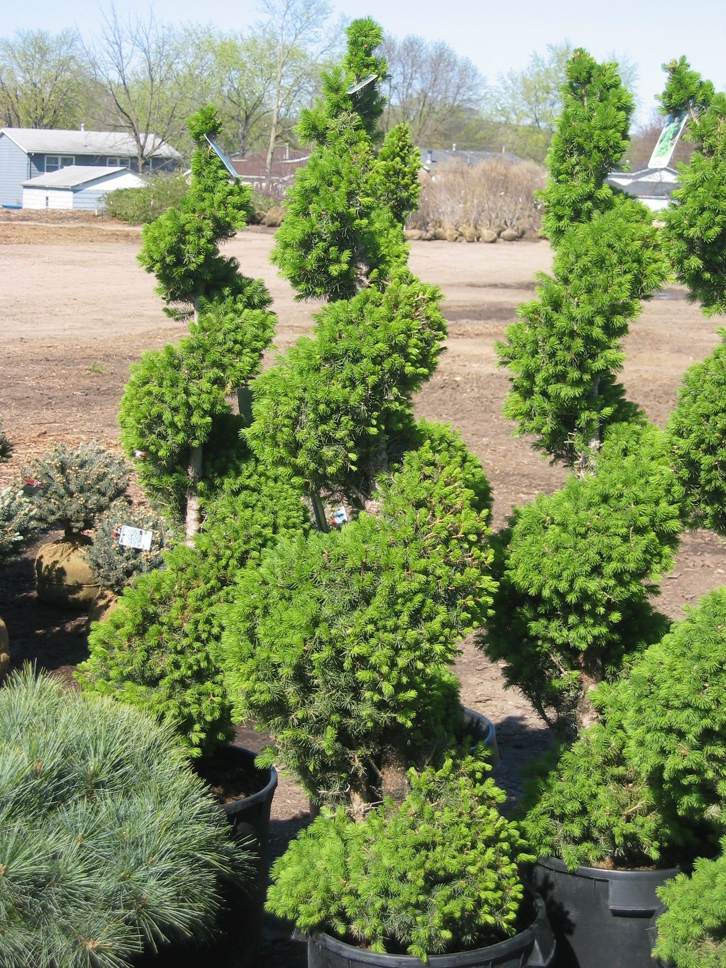 picea glauca ‘conica’ DWARF ALBERTA SPRUCE (SPIRAL)