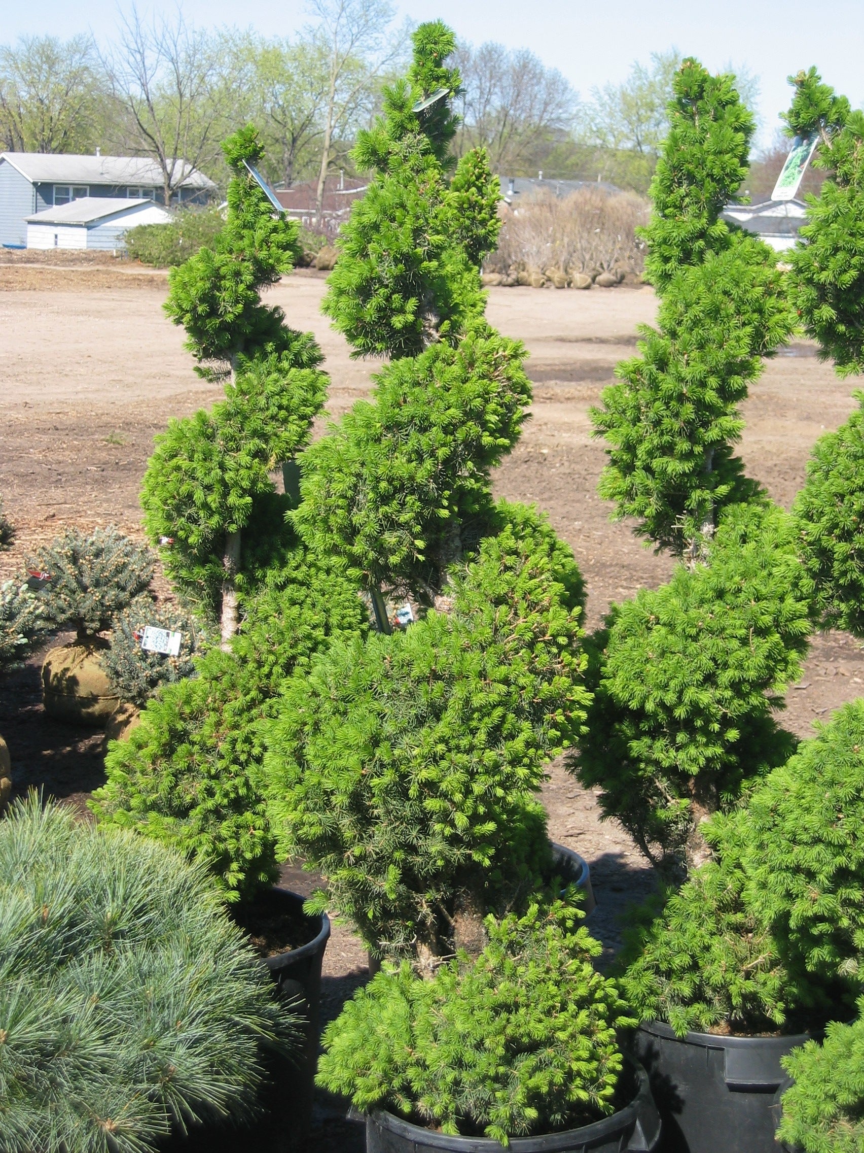 picea glauca ‘conica’ DWARF ALBERTA SPRUCE (SPIRAL)