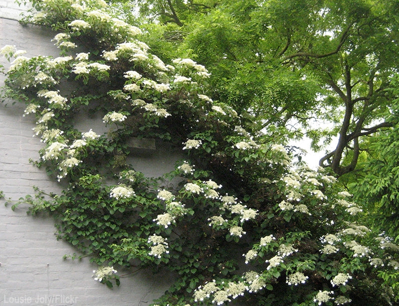 hydrangea anomala ‘petiolaris’  CLIMBING HYDRANGEA