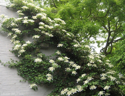 hydrangea anomala ‘petiolaris’  CLIMBING HYDRANGEA