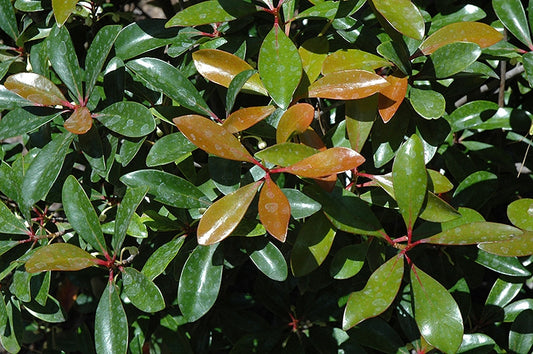 ternstroemia gymnanthera 'contherann' PP11737’CLEYERA LEANN