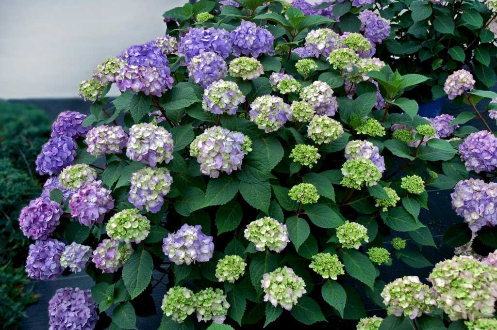 hydrangea macrophylla ‘bloomstruck’ ENDLESS SUMMER BLOOMSTRUCK HYDRANGEA