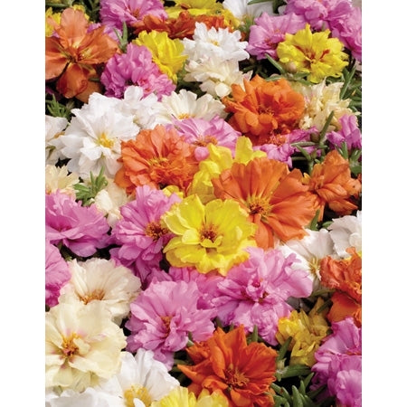 Stopwatch Mix Portulaca