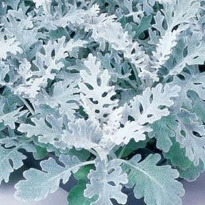 Dusty Miller Silverdust (6-06 Pack) (Shipped)