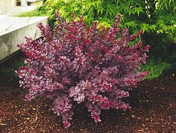 berberis thunbergii ‘gentry cultivar’ ROYAL BURGUNDY BARBERRY