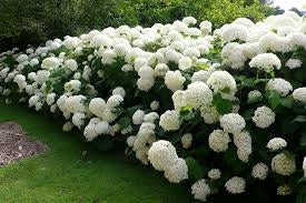 hydrangea arborescens ‘annabelle’ ANNABELLE HYDRANGEA
