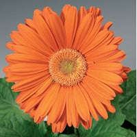 Gerbera Daisy Jaguar Tangerine (4.5" Pot)