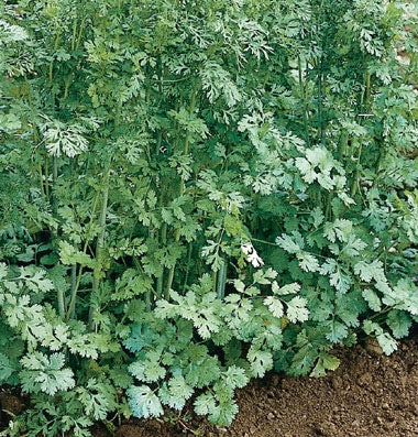 Cilantro Santo (4") (Shipped)