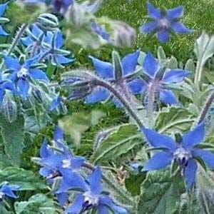 Borage (4") (Shipped)