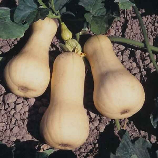 Squash Honeynut Butternut (12-04 Pack) (Shipped)