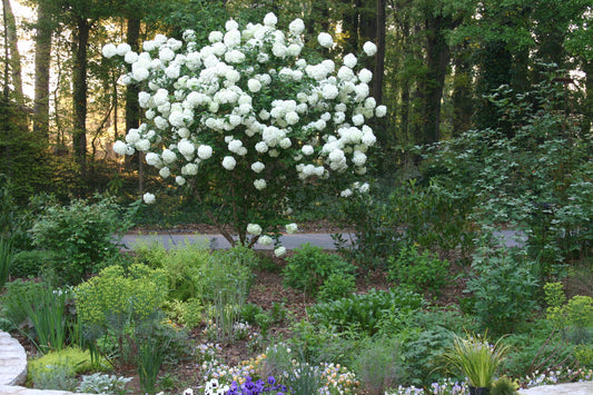 viburnum macrocephalum CHINESE SNOWBALL