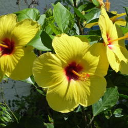 Hibiscus Braided Fort Myers Yellow (3 Gal.)