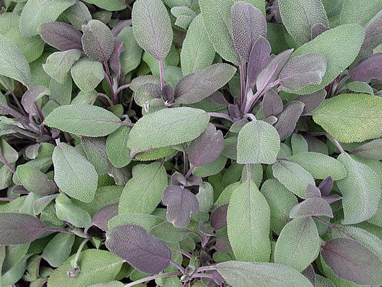 Sage Purple (4") (Shipped)