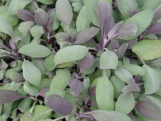 Sage Purple (4") (Shipped)