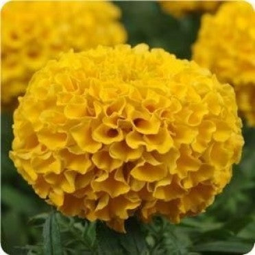 Marigold Hybrid Taishan Gold (6-06 Pack) (Shipped)