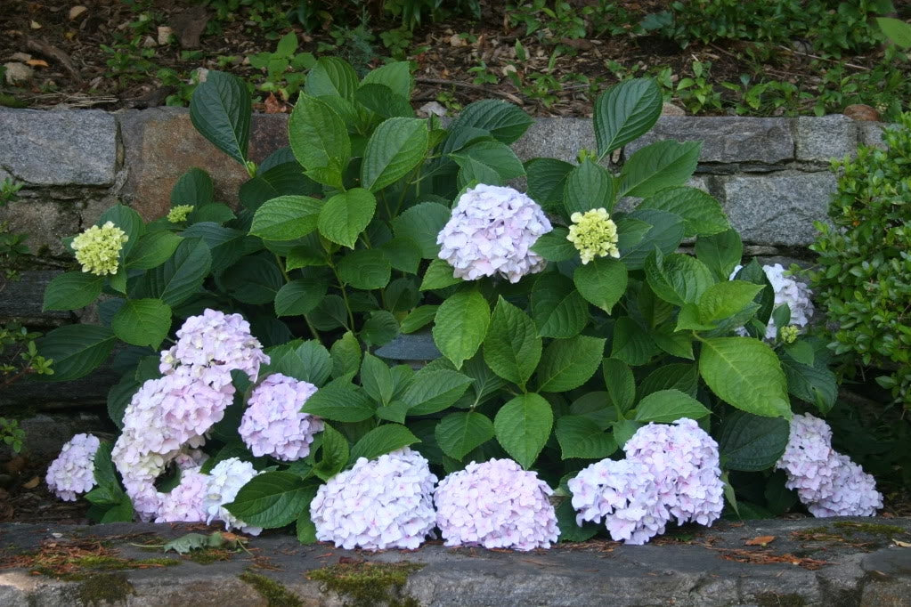 hydrangea macrophylla ‘mini penny’ MINI PENNY HYDRANGEA