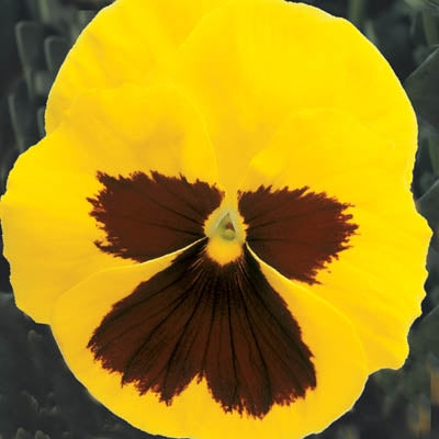 Majestic Giants II Yellow With Blotch