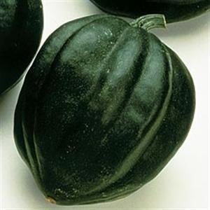 Squash Table Ace Acorn (12-04 Pack) (Shipped)