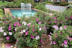 azalea x ‘encore’ AUTUMN TWIST