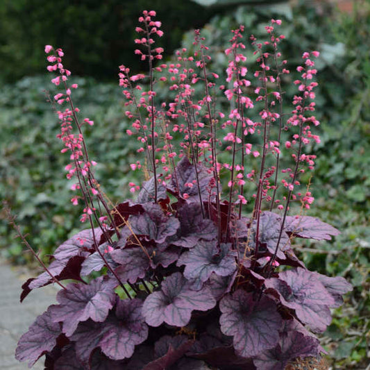 Heuchera Timeless Grape