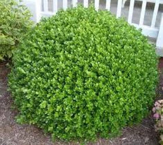 buxus microphylla koreana x ‘wintergreen’  WINTERGREEN KOREAN BOXWOOD