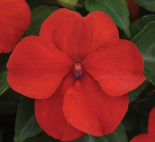 Load image into Gallery viewer, Impatiens Beacon Bright Red (6-06 Pack)