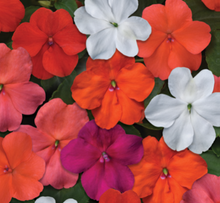 Load image into Gallery viewer, Impatiens Beacon Formula Mix (6-06 Pack)