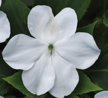 Load image into Gallery viewer, Impatiens Beacon White (6-06 Pack)