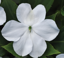 Impatiens Beacon White (6-06 Pack)