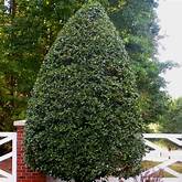 HOLLY BEEHIVE (3 Gallon) ilex crenata 'Beehive'