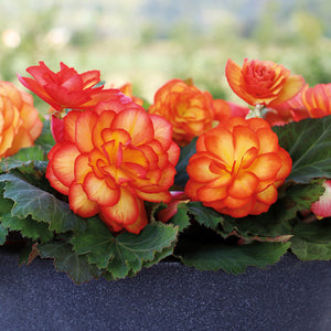 Begonia NonStop Fire Red/Yellow (4.5" Pot)
