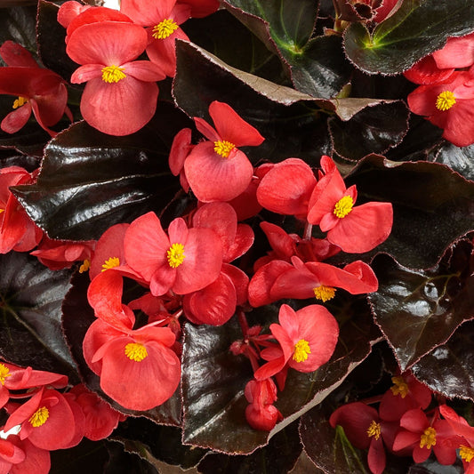 Begonia Surefire Cherry Cordial 4.5" (PW) (SHIPPED)