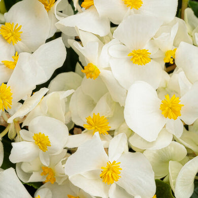 Begonia Surefire White (PW)