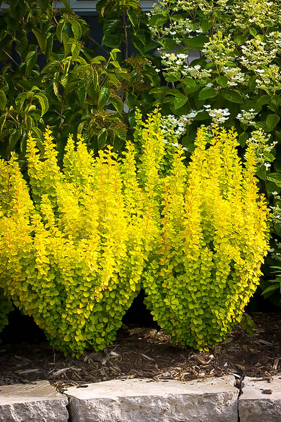 GOLDEN ROCKET BARBERRY (3 Gallon) berberis thunbergii 'Golden Rocket'