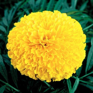 Marigold Hybrid Taishan Yellow (6-06 Pack)