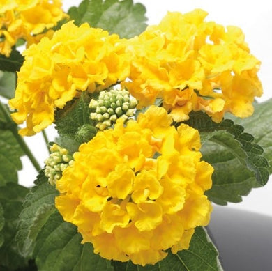 Bandana Yellow Lantana