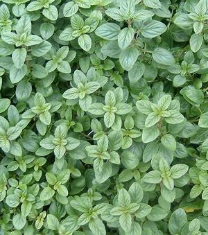 Oregano Greek (4") (Shipped)