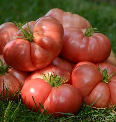 Tomato Big Brandy (3.5") (Shipped)