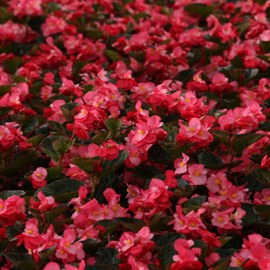 Begonia Surefire Rose (PW)