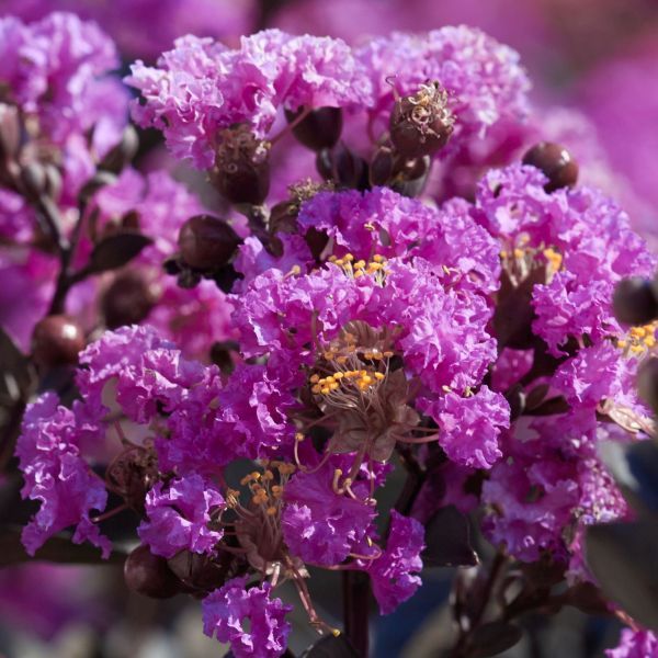 BLACK DIAMOND PURELY PURPLE CRAPE MYRTLE lagerstroemia 'Purely Purple'