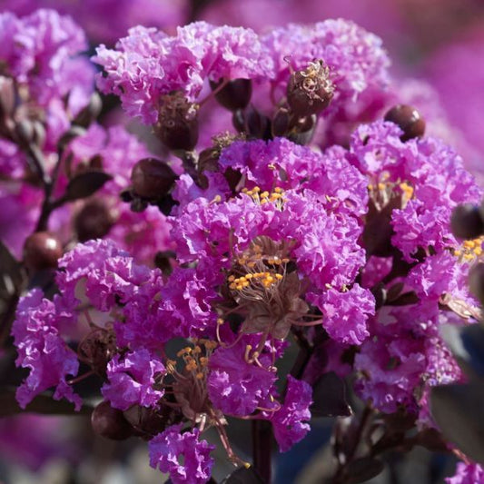 BLACK DIAMOND PURELY PURPLE CRAPE MYRTLE lagerstroemia 'Purely Purple'