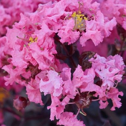 CRAPE MYRTLE SHELL PINK (3 gallon) lagerstroemia 'Shell Pink'
