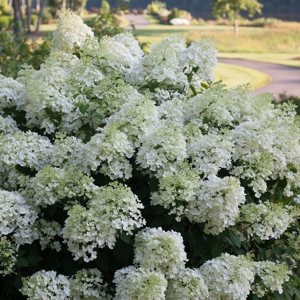 BOBO HYDRANGEA (3 Gallon) hydrangea "Bobo"