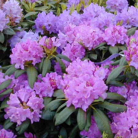 rhododendron catawbiense 'Boursault' BOURSAULT RHODODENDRON (3 Gallon)