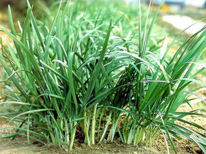 Chives Chinese Broadleaf (4")