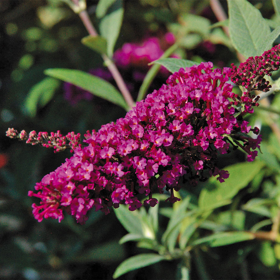 BUTTERFLY BUSH TOWERS MAGENTA (3 Gallon) buddleia buzz 'Towers Magenta'