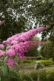 BUTTERFLY BUSH PINK DELIGHT (3 Gallon) buddleia davidii 'Pink Delight'