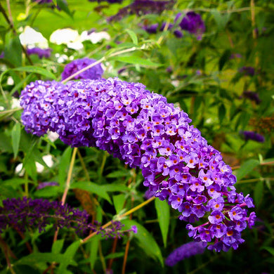 BUTTERFLY BUSH NANHO BLUE (3 Gallon) buddleia nanhoensis 'Nanho Blue'